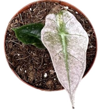 Alocasia Polly variegata