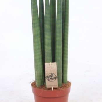 Sansevieria Straight