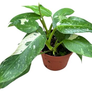 Philodendron Jose Buono