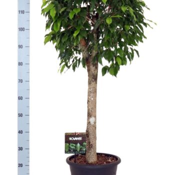 Ficus Columnar