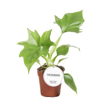 Philodendron Warszewiczii