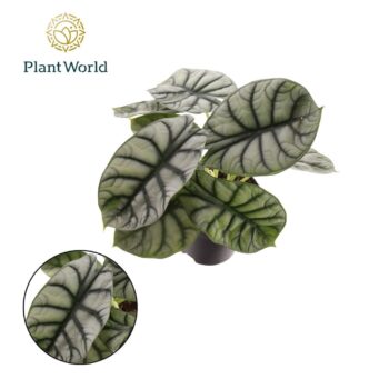 Alocasia Nebula Silver Compacta