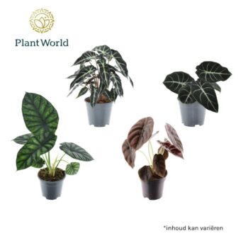 Alocasia mix