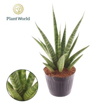 Sansevieria 'trifciata' Pineapple