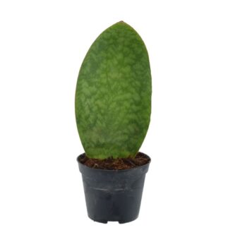 Sansevieria ‘Masoniana’ Whale Fin