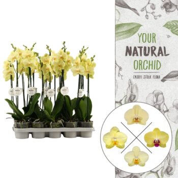 Phalaenopsis Yellow