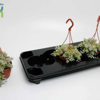 Cotyledon Pendens