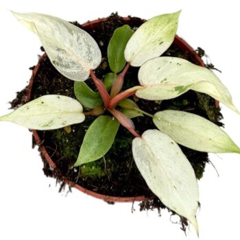 Philodendron Snowdrift