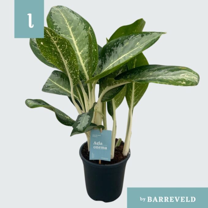 Aglaonema Anouk