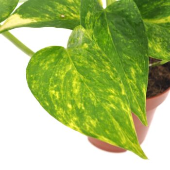 Epipremnum Aureum