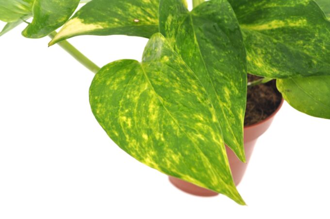 Epipremnum Aureum