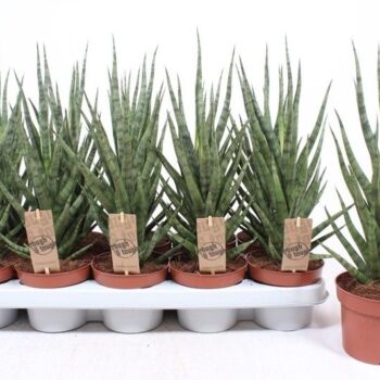 Sansevieria Torch