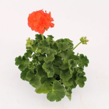 Pelargonium Zonale Summer Idols Orange