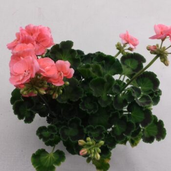Pelargonium Zonale Candy Idols Light Salmon