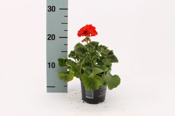 Pelargonium Zonale Fernando