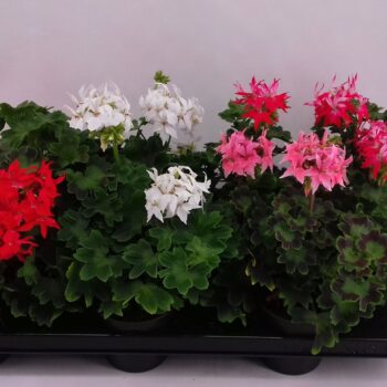 Geranium Fireworks White