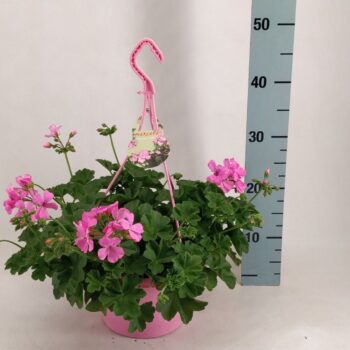 Pelargonium Marcada Pink
