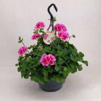 pelargonium Marcada pink/purple