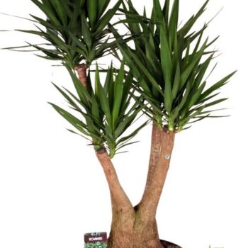 Yucca Elephantipes