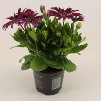 Osteospermum Purple