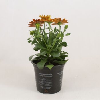 Osteospermum Margarita Orange Flare