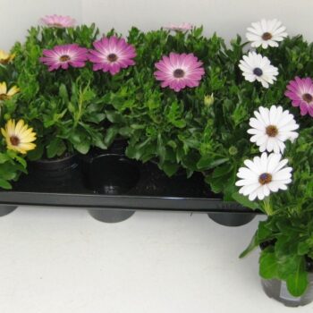 Osteospermum mix