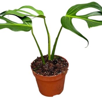 Monstera Burle Marx Flame