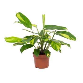 Ctenanthe Pilosa 'Golden Mosaic' 12cm