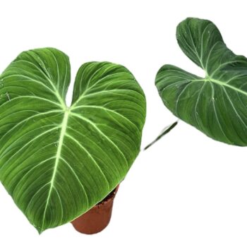 Philodendron El choco Red