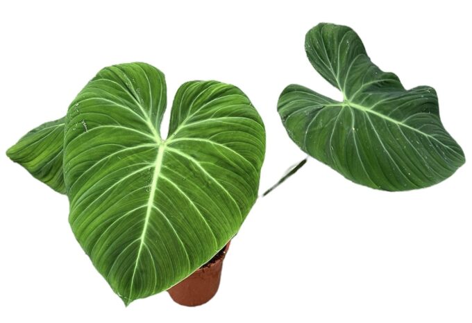 Philodendron El choco Red