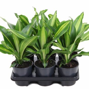 Dracaena Burley kopstek