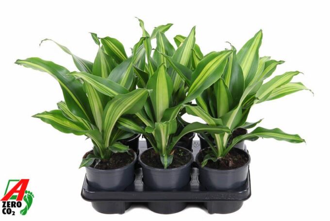 Dracaena Burley kopstek