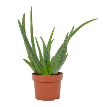 Aloe Vera Stek 1 p.p. 9cm