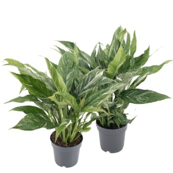 Diamond Variegata 17cm