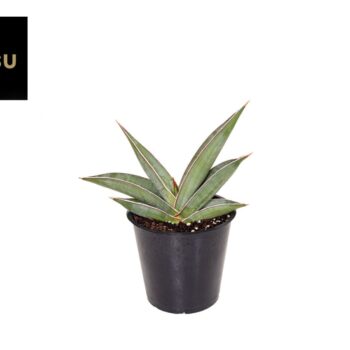 Sansevieria Almond Silver