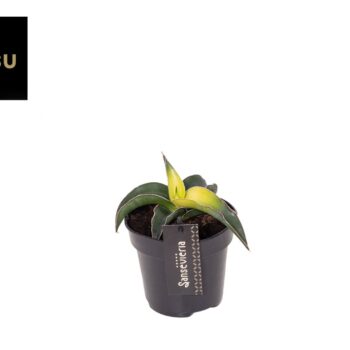 Sansevieria Star Canary