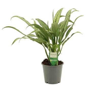 Aglaonema Cutlass