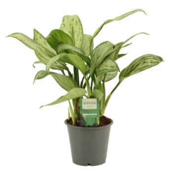 Aglaonema Christina