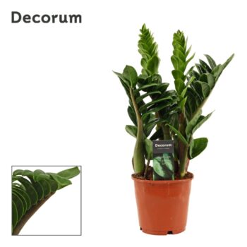 Zamioculcas Zenzi