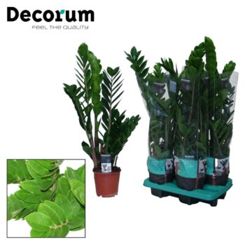 Zamioculcas