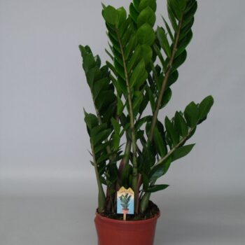 Zamioculcas Zamiifolia