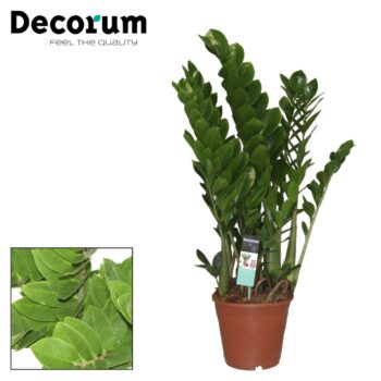 Zamioculcas