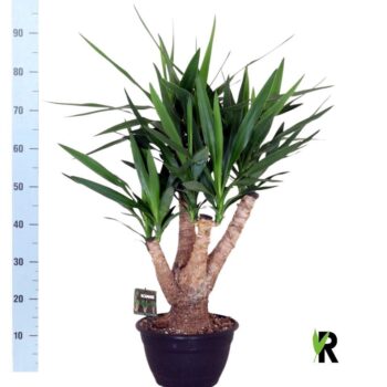 Yucca Elephantipes