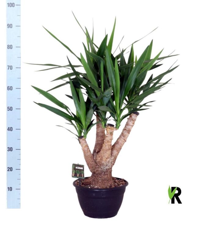 Yucca Elephantipes