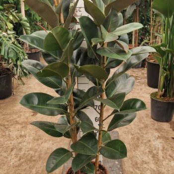 Ficus Robusta