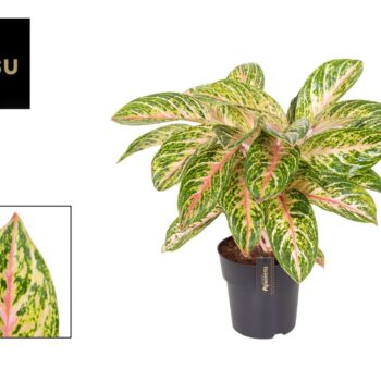 Aglaonema Coco Melon