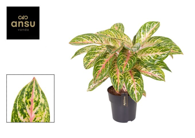 Aglaonema Coco Melon