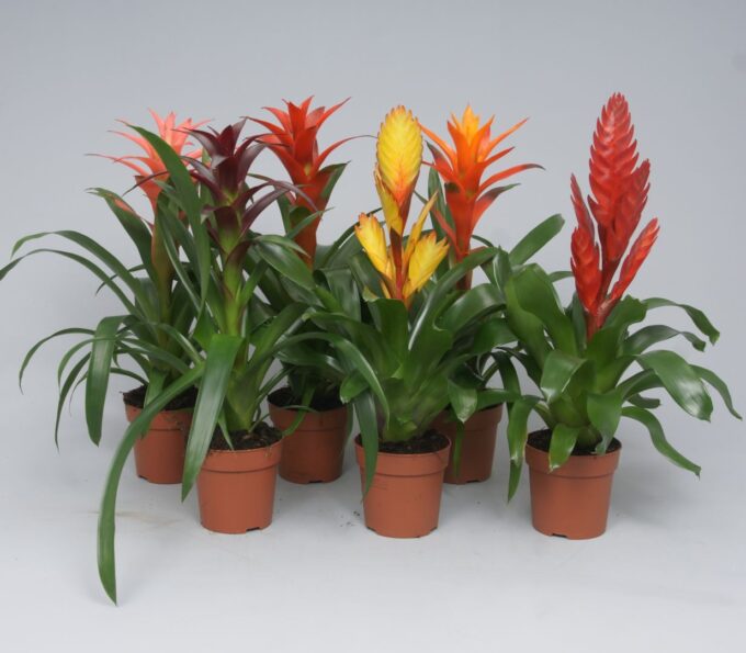 Bromelia mix
