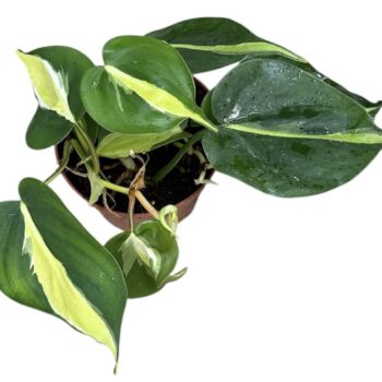 Philodendron Cream Splash