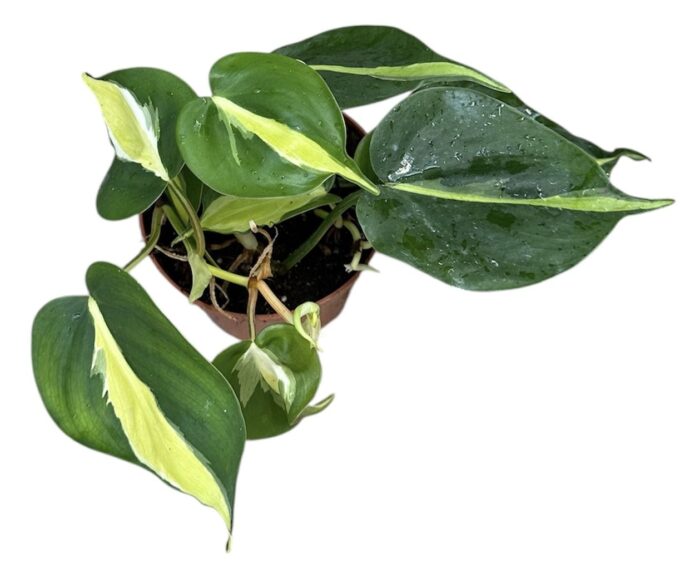 Philodendron Cream Splash